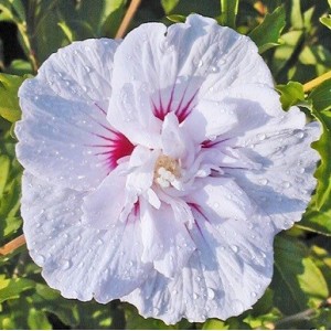 Гибискус сирийский China Chiffon